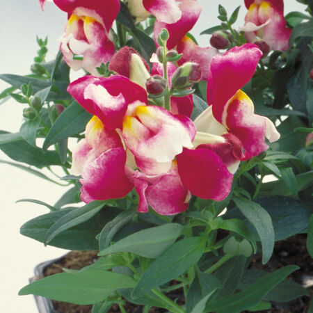 Wine Bicolor Floral Showers, (F1) Snapdragon Seeds - Packet image number null